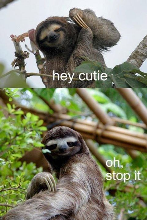 Sloth hey cutie Blank Meme Template