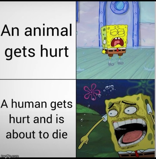 image tagged in memes | made w/ Imgflip meme maker