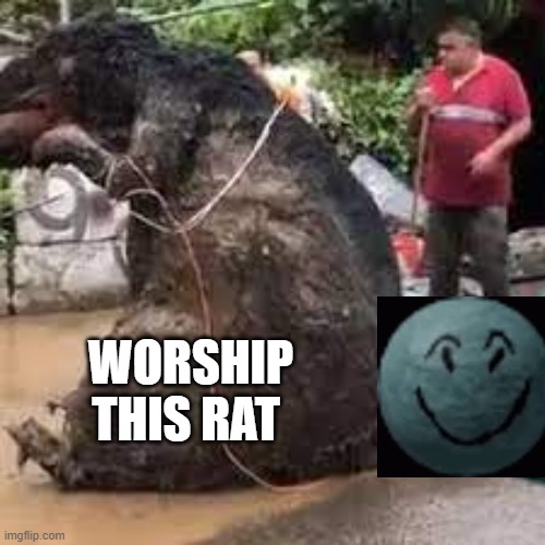 Big rat | WORSHIP THIS RAT | image tagged in funny | made w/ Imgflip meme maker