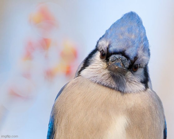 Blue jay | image tagged in blue jay | made w/ Imgflip meme maker