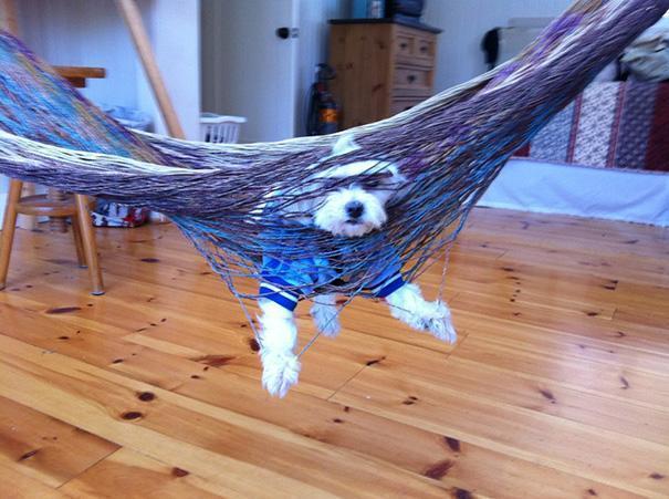 High Quality Dog hanging in hammock Blank Meme Template