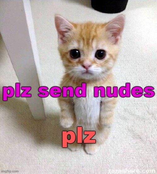. | plz send nudes; plz | image tagged in memes,cute cat | made w/ Imgflip meme maker