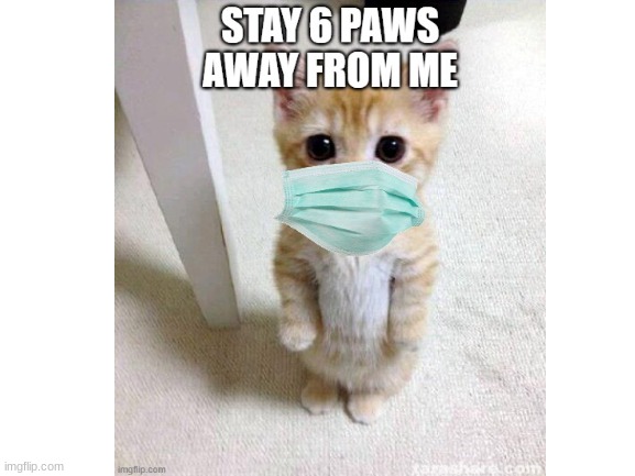stay safe! ;) | image tagged in cats,covid,social distancing,cute | made w/ Imgflip meme maker