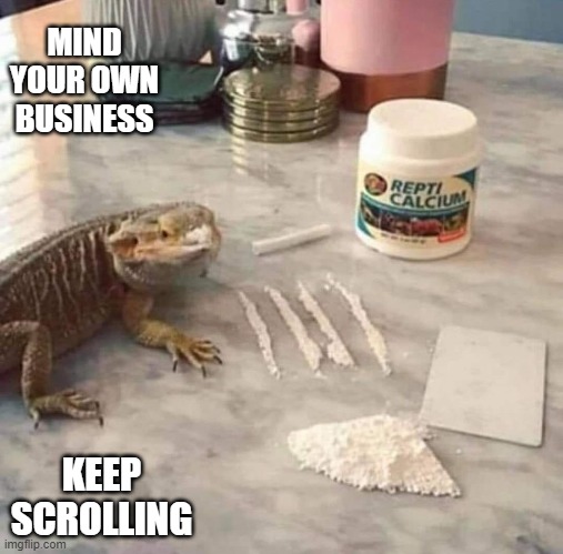 The Dragon has spoken | MIND YOUR OWN BUSINESS; KEEP SCROLLING | image tagged in bearded dragon,calcium,random | made w/ Imgflip meme maker