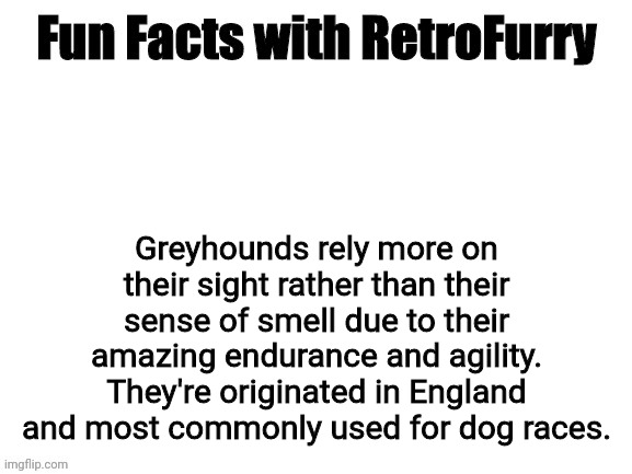 Fun Facts with RetroFurry | Greyhounds rely more on their sight rather than their sense of smell due to their amazing endurance and agility. They're originated in England and most commonly used for dog races. | image tagged in fun facts with retrofurry | made w/ Imgflip meme maker
