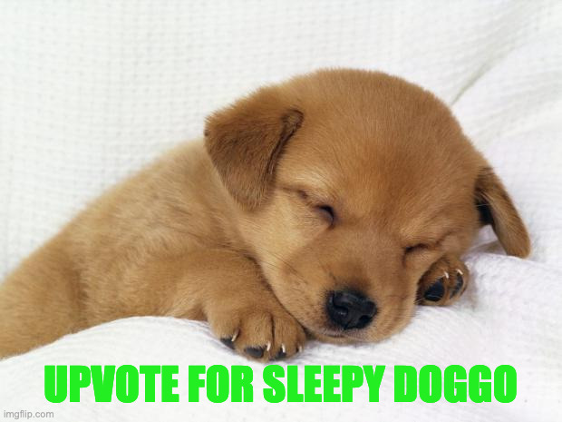 pls | UPVOTE FOR SLEEPY DOGGO | image tagged in cute doggie | made w/ Imgflip meme maker