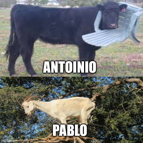 ._. | ANTOINIO; PABLO | image tagged in animals | made w/ Imgflip meme maker