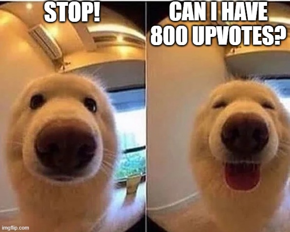 Can I for this dogggo? | STOP! CAN I HAVE 800 UPVOTES? | image tagged in wholesome doggo | made w/ Imgflip meme maker