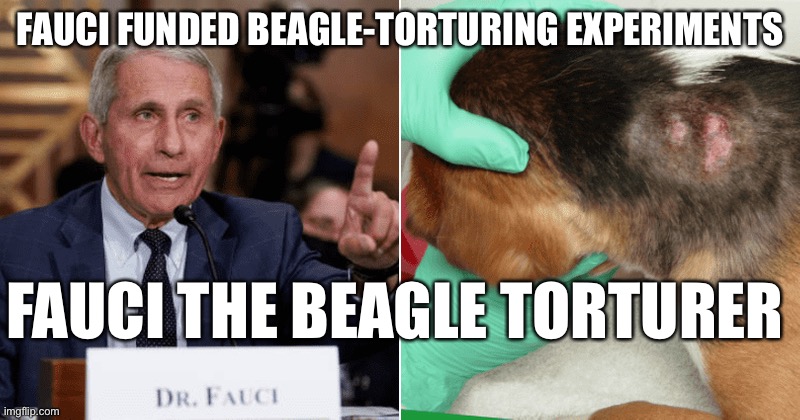 Fauci The Beagle Torturer! | FAUCI FUNDED BEAGLE-TORTURING EXPERIMENTS; FAUCI THE BEAGLE TORTURER | image tagged in political meme,fauci beagle experiments,fauci inhumane animal experiments | made w/ Imgflip meme maker