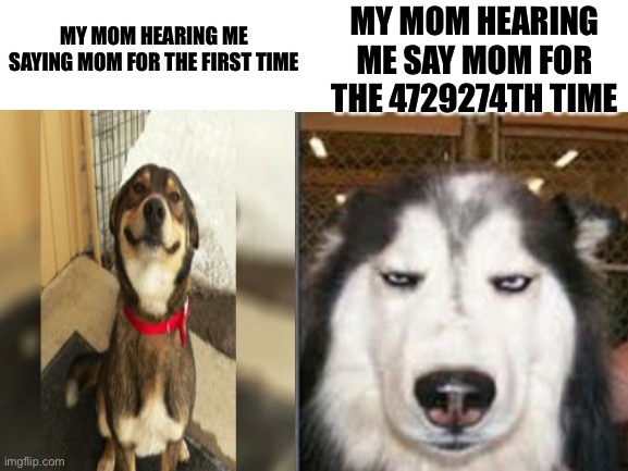 Relate? |  MY MOM HEARING ME SAY MOM FOR THE 4729274TH TIME; MY MOM HEARING ME SAYING MOM FOR THE FIRST TIME | image tagged in memes,funny dogs,dogs,mom | made w/ Imgflip meme maker