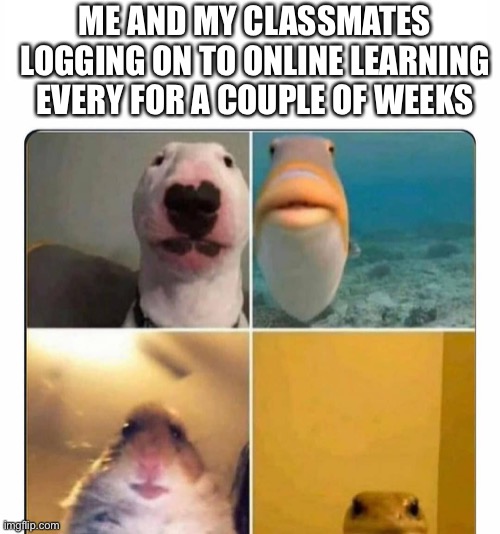 Online learning | ME AND MY CLASSMATES LOGGING ON TO ONLINE LEARNING EVERY FOR A COUPLE OF WEEKS | image tagged in hehe boi,online school,online,hold up,why are you reading this,nope | made w/ Imgflip meme maker