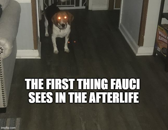 THE FIRST THING FAUCI 
SEES IN THE AFTERLIFE | image tagged in fauci,beagle | made w/ Imgflip meme maker