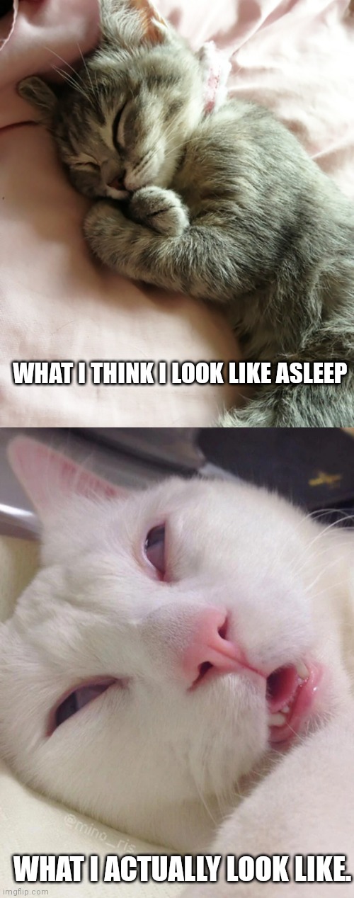 ZZZZZ.... | WHAT I THINK I LOOK LIKE ASLEEP; WHAT I ACTUALLY LOOK LIKE. | image tagged in cat,funny,sleeping | made w/ Imgflip meme maker