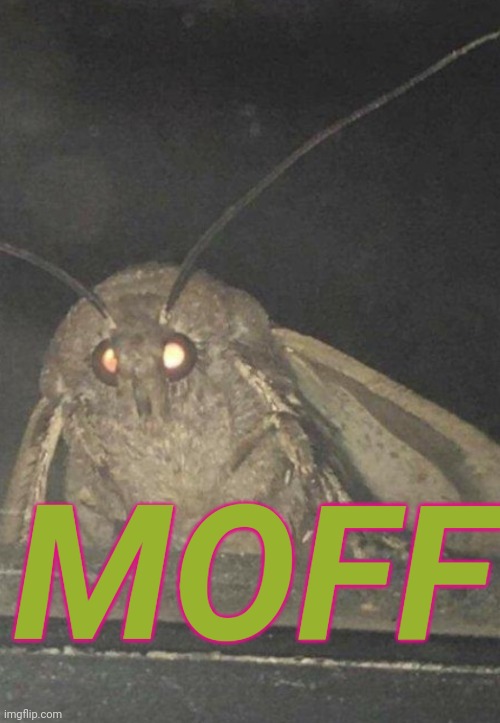 Moff | MOFF | image tagged in moth | made w/ Imgflip meme maker