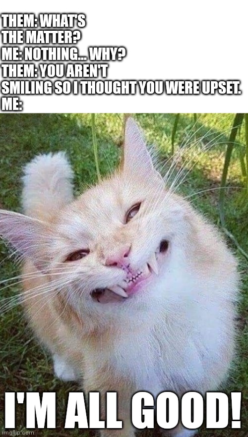 Smile! | THEM: WHAT'S THE MATTER?
ME: NOTHING... WHY?
THEM: YOU AREN'T SMILING SO I THOUGHT YOU WERE UPSET.
ME:; I'M ALL GOOD! | image tagged in cat,funny,smile | made w/ Imgflip meme maker