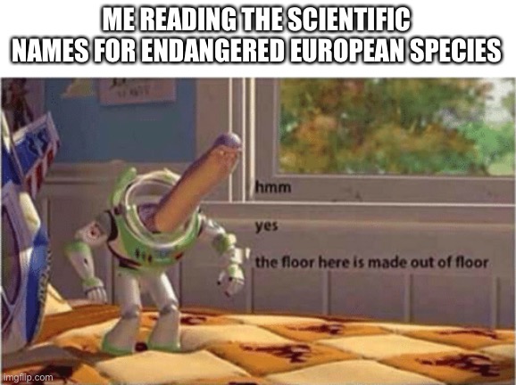 hmm yes the floor here is made out of floor | ME READING THE SCIENTIFIC NAMES FOR ENDANGERED EUROPEAN SPECIES | image tagged in hmm yes the floor here is made out of floor | made w/ Imgflip meme maker