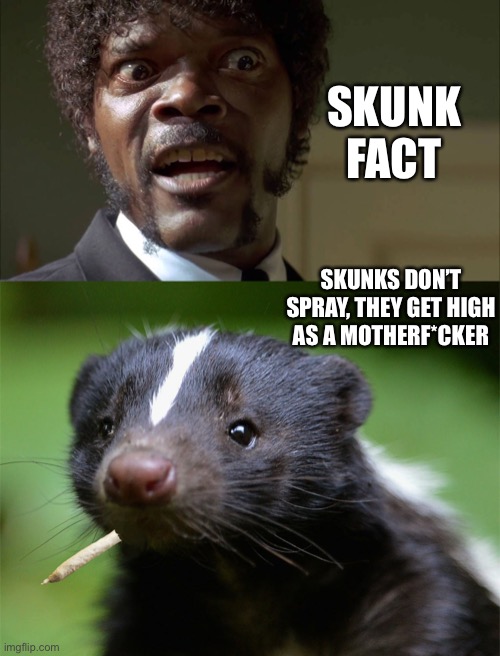 Skunk Facts | SKUNK FACT; SKUNKS DON’T SPRAY, THEY GET HIGH AS A MOTHERF*CKER | image tagged in funny,animals,movies | made w/ Imgflip meme maker