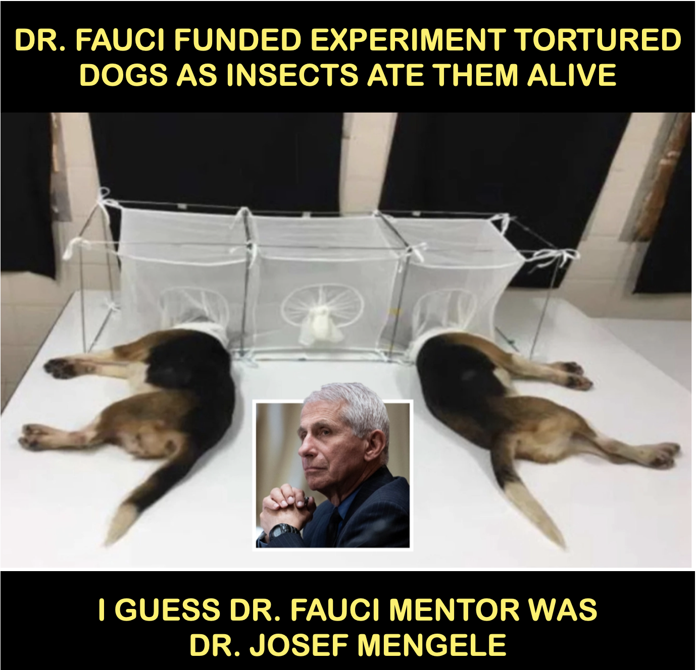 High Quality Fauci torturing dogs Blank Meme Template
