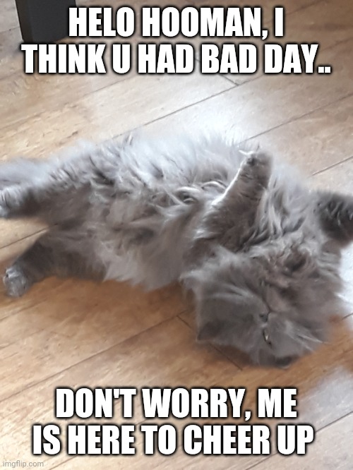 Helo hooman | HELO HOOMAN, I THINK U HAD BAD DAY.. DON'T WORRY, ME IS HERE TO CHEER UP | image tagged in cat | made w/ Imgflip meme maker