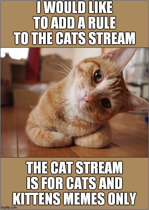 Cat Stream Owners And Moderators | I WOULD LIKE TO ADD A RULE TO THE CATS STREAM; THE CAT STREAM IS FOR CATS AND KITTENS MEMES ONLY | image tagged in cats,rules,owner,moderators | made w/ Imgflip meme maker