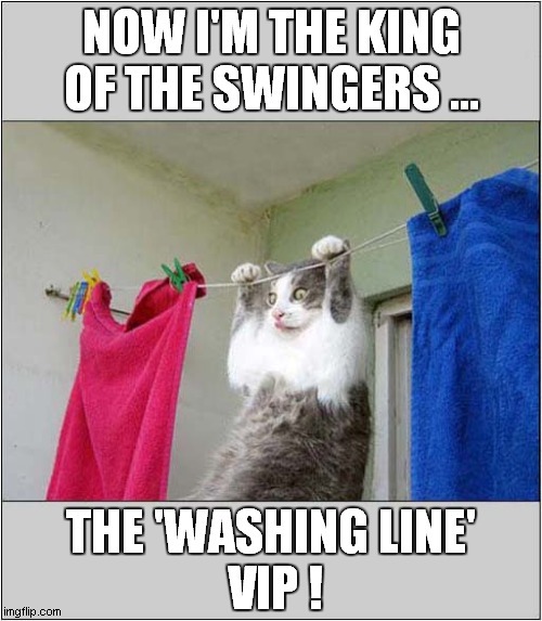 This Cat Loves The 'Jungle Book' | NOW I'M THE KING OF THE SWINGERS ... THE 'WASHING LINE'
 VIP ! | image tagged in cats,jungle book,swinging | made w/ Imgflip meme maker