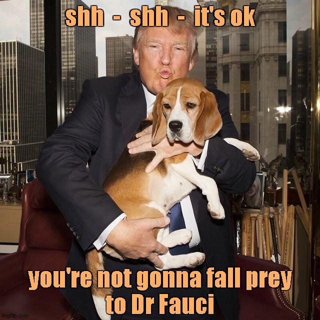 Beagles' Lives Matter | shh  -  shh  -  it's ok you're not gonna fall prey
to Dr Fauci | image tagged in dr fauci,donald trump | made w/ Imgflip meme maker