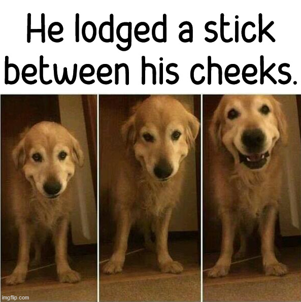 He lodged a stick between his cheeks. | image tagged in dogs | made w/ Imgflip meme maker