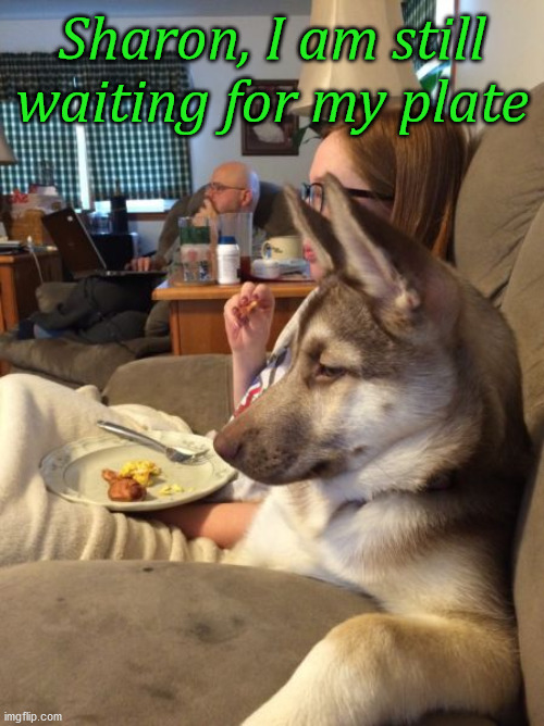 Sharon, I am still waiting for my plate | image tagged in dogs | made w/ Imgflip meme maker