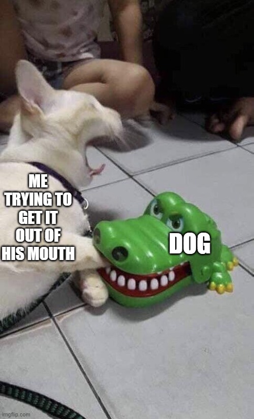Cat and Alligator | ME TRYING TO GET IT OUT OF HIS MOUTH DOG | image tagged in cat and alligator | made w/ Imgflip meme maker