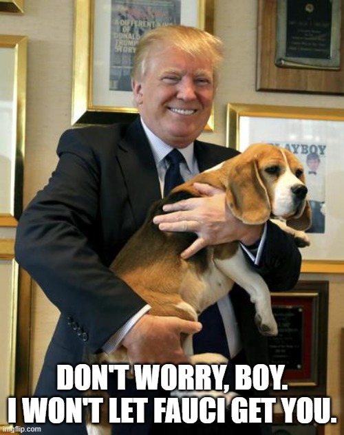 Good boy. | DON'T WORRY, BOY.
I WON'T LET FAUCI GET YOU. | image tagged in donald trump,dr fauci,beagle,gain of function,memes | made w/ Imgflip meme maker