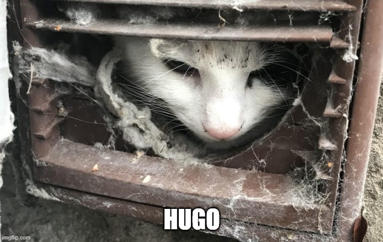 hugo | HUGO | image tagged in cat stuck | made w/ Imgflip meme maker