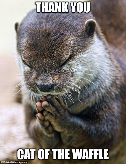 Thank you Lord Otter | THANK YOU CAT OF THE WAFFLE | image tagged in thank you lord otter | made w/ Imgflip meme maker