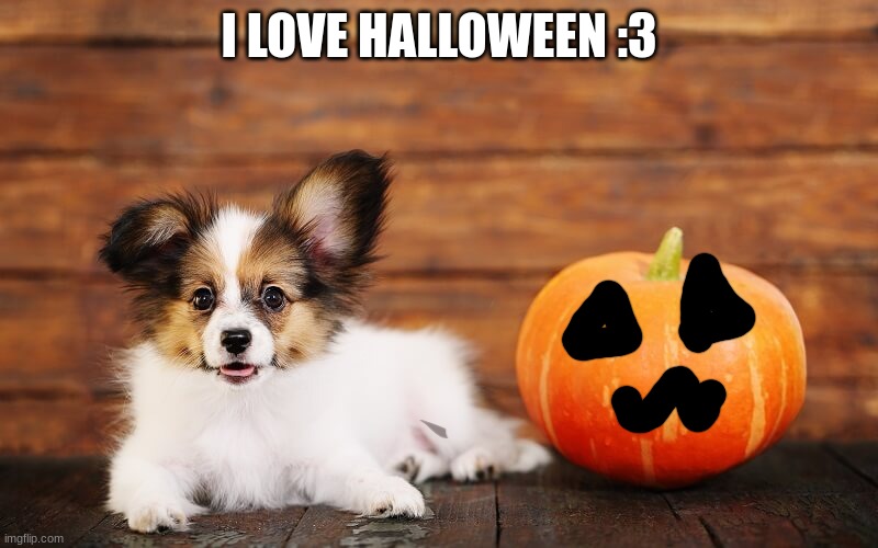 Doggo next to pumpkin | I LOVE HALLOWEEN :3 | image tagged in dogs,cute,halloween,pumpkin,i love halloween | made w/ Imgflip meme maker