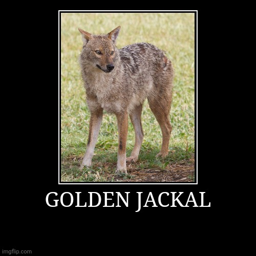 Golden Jackal | GOLDEN JACKAL | | image tagged in demotivationals,jackal | made w/ Imgflip demotivational maker