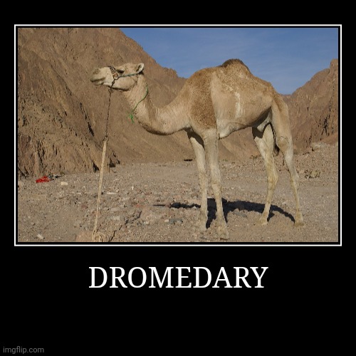 Dromedary | DROMEDARY | | image tagged in demotivationals,camel | made w/ Imgflip demotivational maker