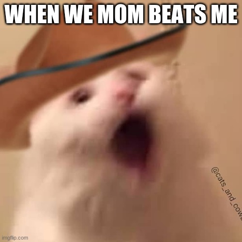 mom bests | WHEN WE MOM BEATS ME | image tagged in funny cats | made w/ Imgflip meme maker