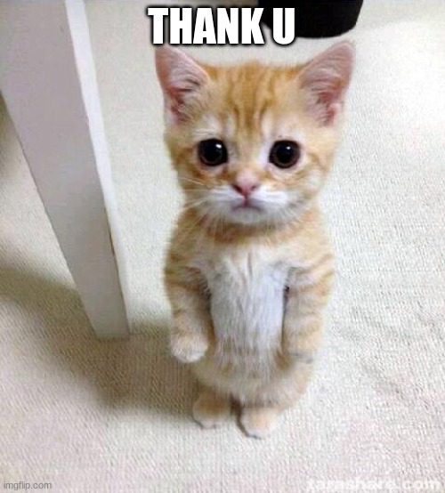 Cute Cat Meme | THANK U | image tagged in memes,cute cat | made w/ Imgflip meme maker