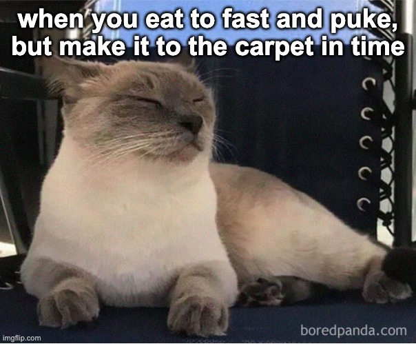 when cat's puke | when you eat to fast and puke, but make it to the carpet in time | image tagged in memes,cats | made w/ Imgflip meme maker