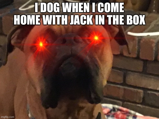 I DOG WHEN I COME HOME WITH JACK IN THE BOX | image tagged in funny,memes,dog | made w/ Imgflip meme maker