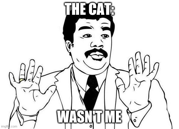 wasn't me | THE CAT: WASN'T ME | image tagged in wasn't me | made w/ Imgflip meme maker