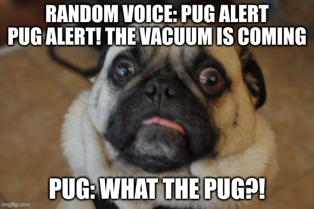 Pug worried | RANDOM VOICE: PUG ALERT PUG ALERT! THE VACUUM IS COMING; PUG: WHAT THE PUG?! | image tagged in pug worried | made w/ Imgflip meme maker