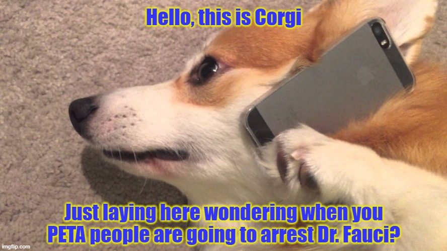 Corgi on the phone  | Hello, this is Corgi; Just laying here wondering when you PETA people are going to arrest Dr. Fauci? | image tagged in corgi on the phone,dr fauci,peta,vivisection,torture,dogs | made w/ Imgflip meme maker