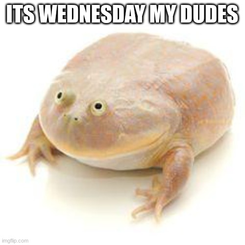 Wednesday Frog Blank | ITS WEDNESDAY MY DUDES | image tagged in wednesday frog blank | made w/ Imgflip meme maker