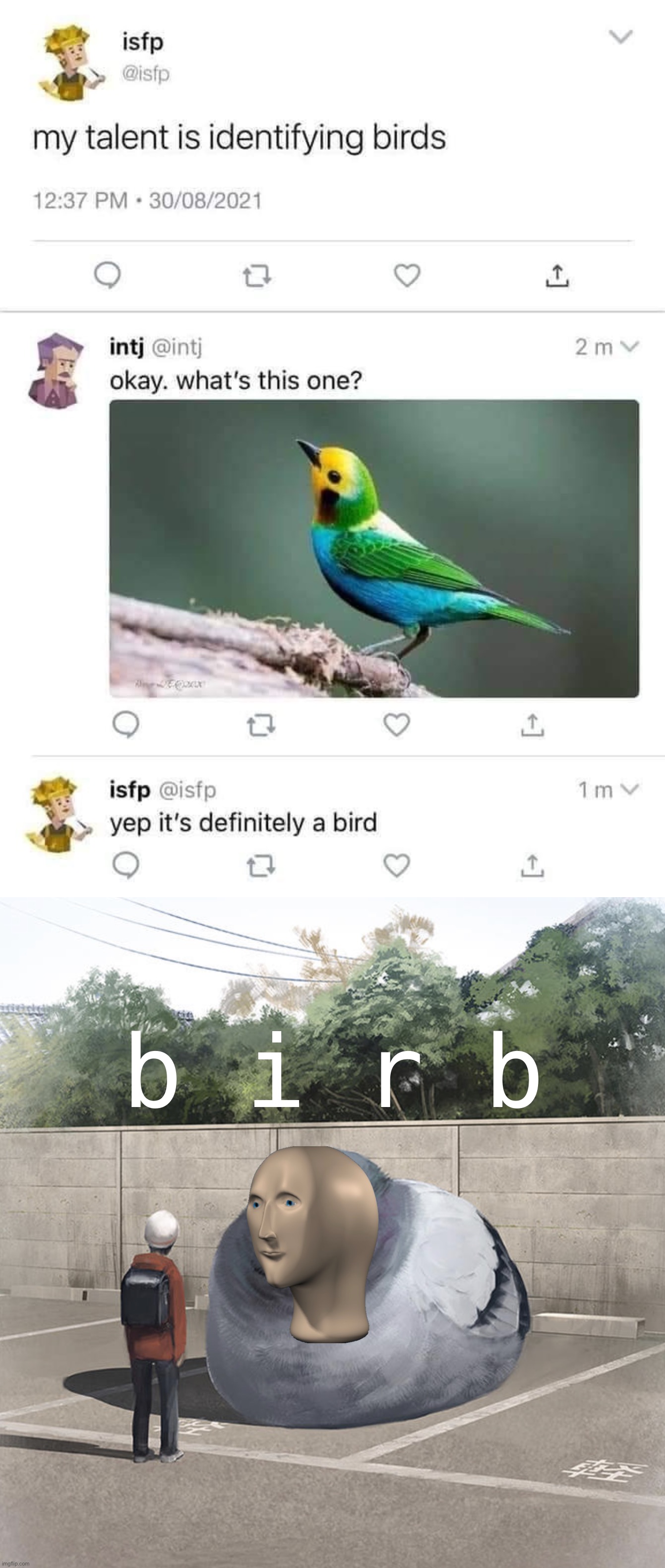 b i r b |  b i r b | image tagged in my talent is identifying birds,beeg birb,birb,bird,meme man,birds | made w/ Imgflip meme maker