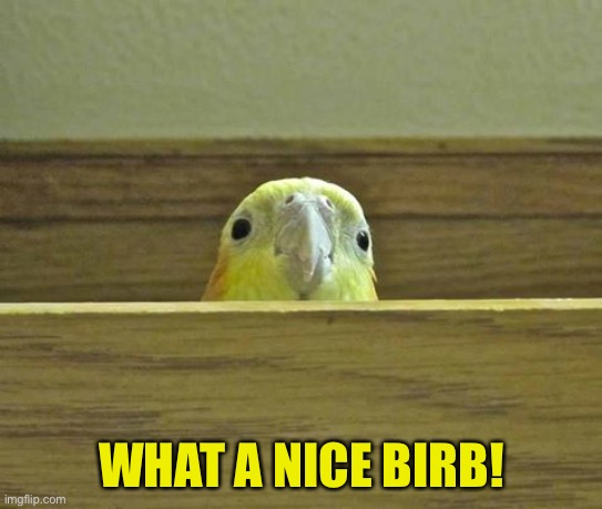 The Birb | WHAT A NICE BIRB! | image tagged in the birb | made w/ Imgflip meme maker