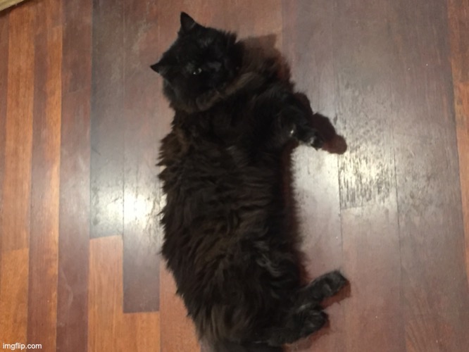 This is a template of my cat. Link in comments. | image tagged in the great snug rug | made w/ Imgflip meme maker