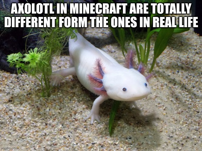 Axolotl | AXOLOTL IN MINECRAFT ARE TOTALLY DIFFERENT FORM THE ONES IN REAL LIFE | image tagged in axolotl,funny meme,meme | made w/ Imgflip meme maker