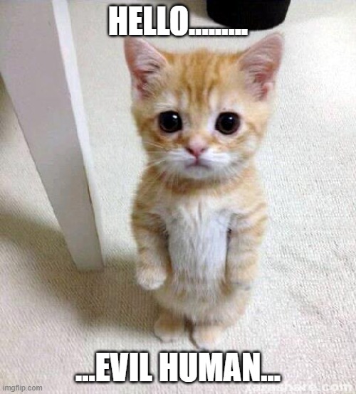 the cat's real thought | HELLO......... ...EVIL HUMAN... | image tagged in memes,cute cat | made w/ Imgflip meme maker