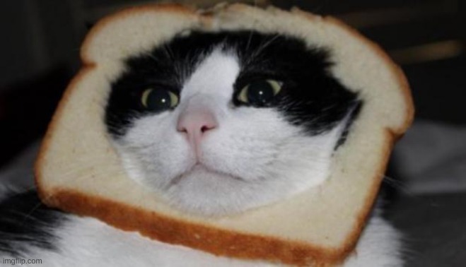 In bread cat | image tagged in in bread cat | made w/ Imgflip meme maker