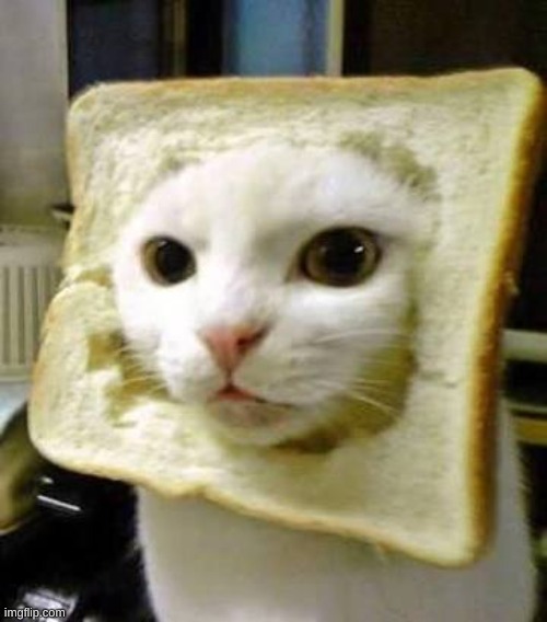 Bread cat | image tagged in bread cat | made w/ Imgflip meme maker